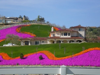 A hill of blooming flowers in Temecula, California on May 8 ...